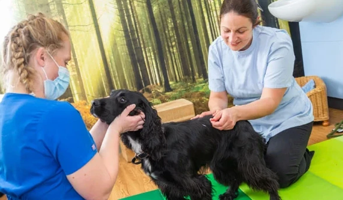 dog during acupuncture treatment