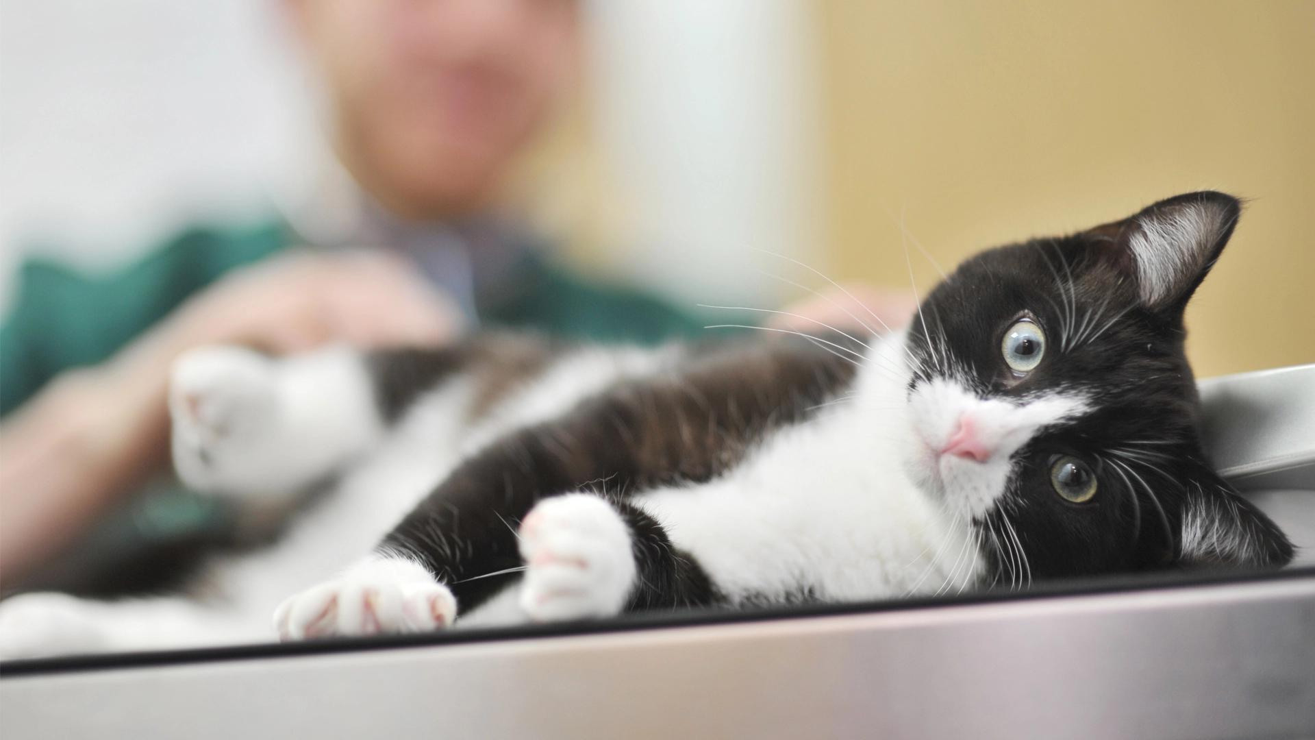 black and white cat led on consultation table