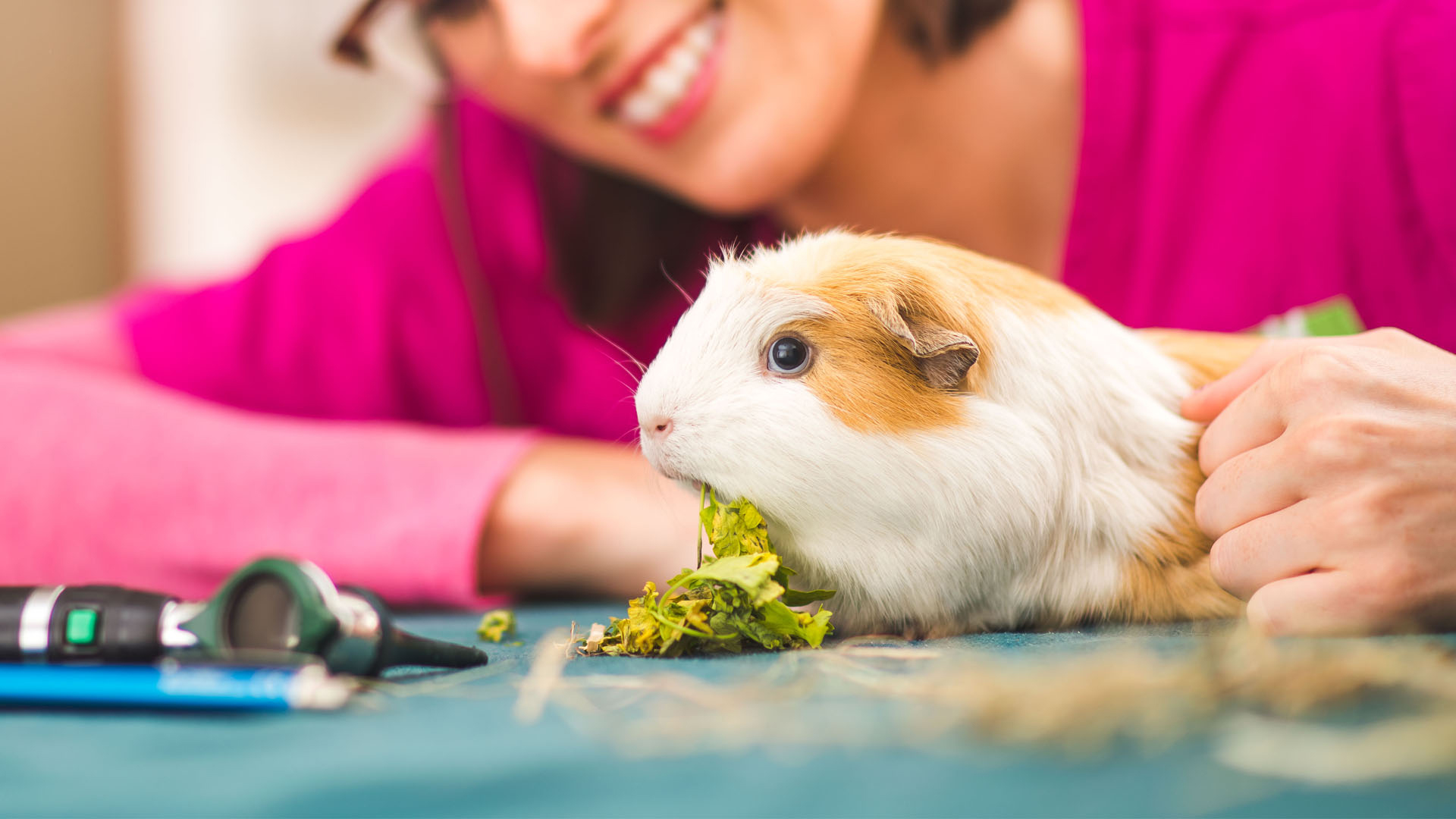 guinea pig at vet