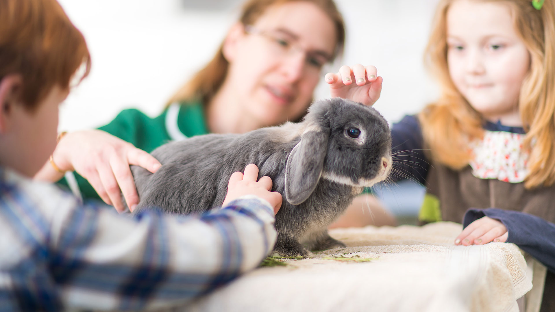 rabbit at the vet with kids