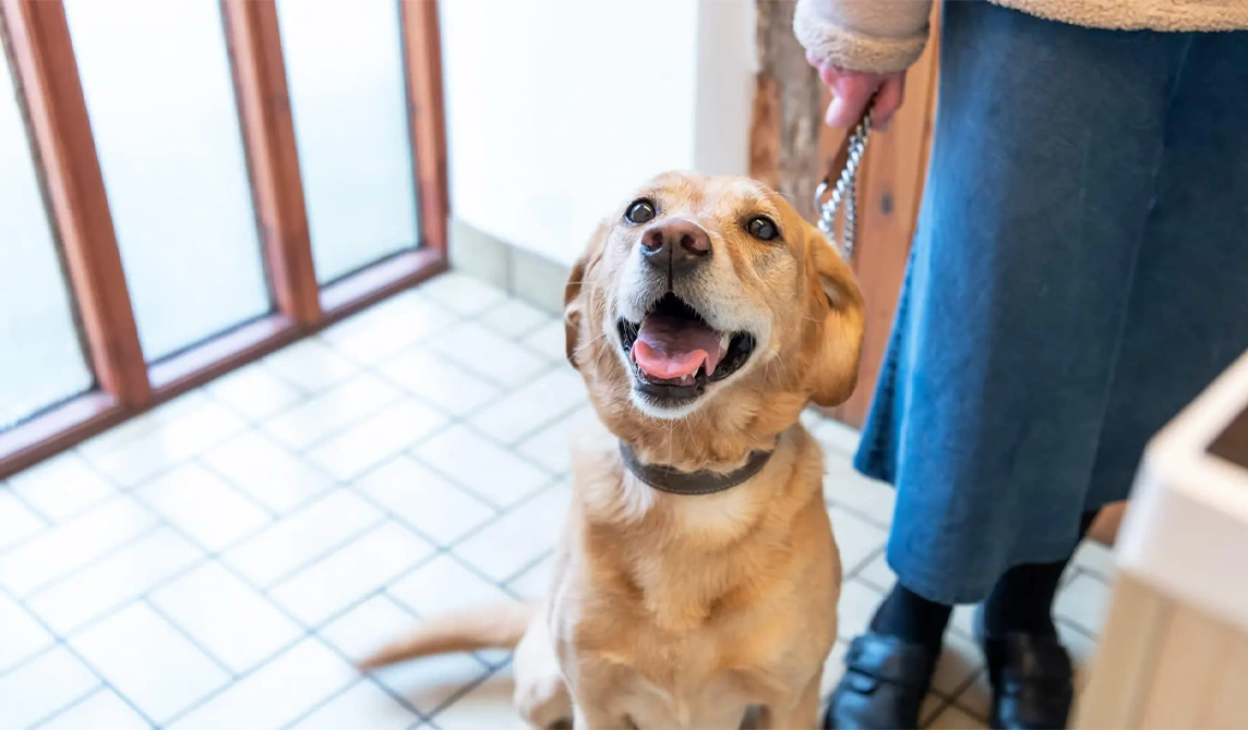 golden Labrador visiting vets 