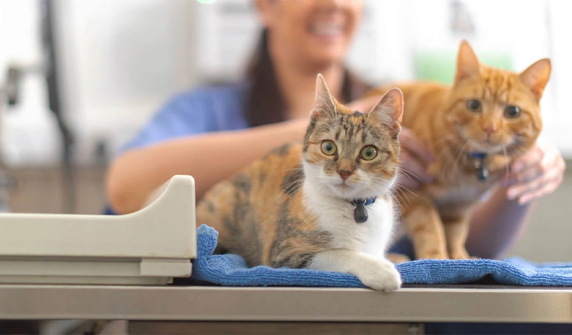 Two ginger cats at the vet