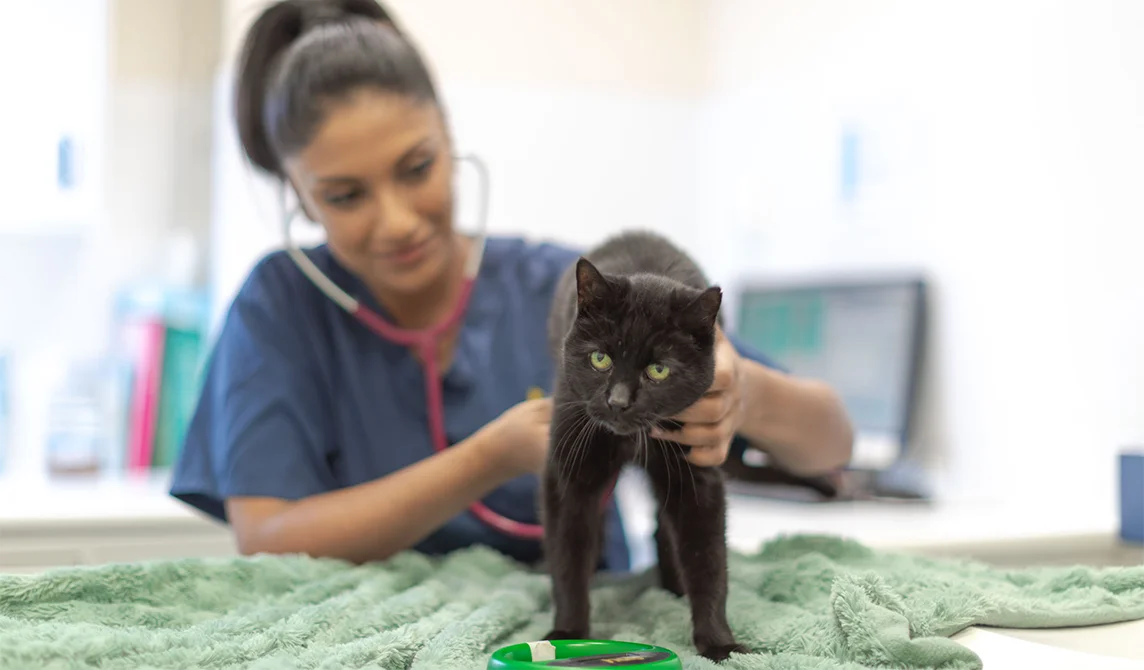 black cat consultation