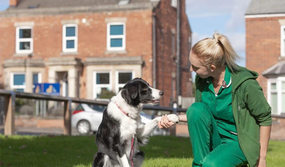 dog and nurse shake hands