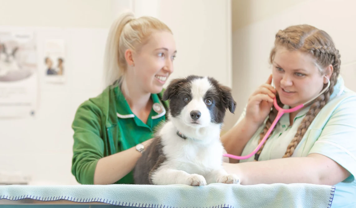 young puppy in consultation room