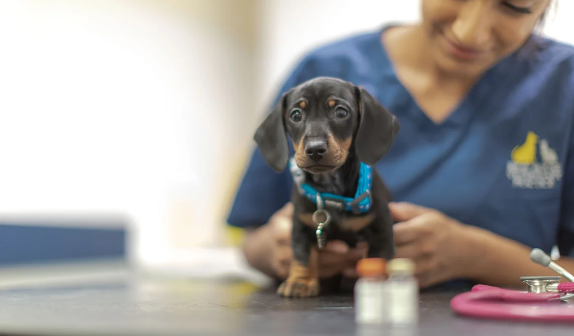 young puppy during vaccination