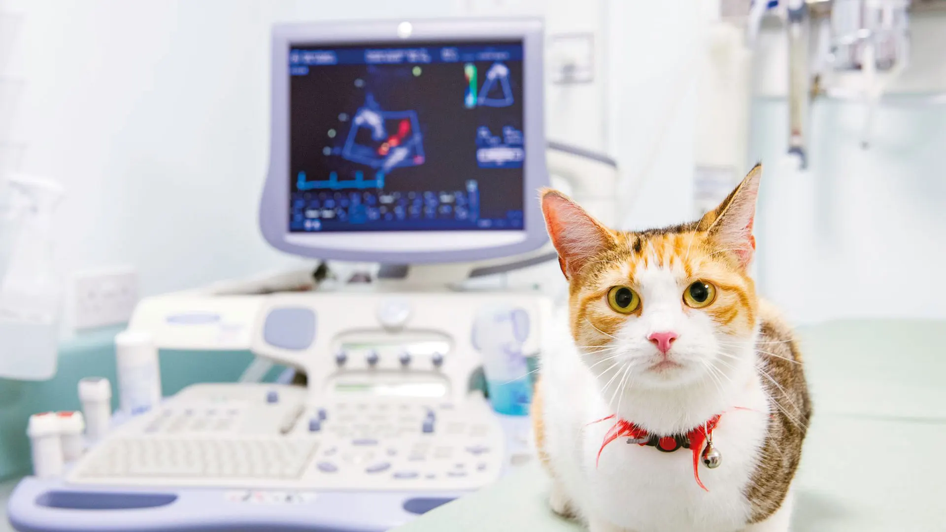 cat in front of monitor in vet clinic