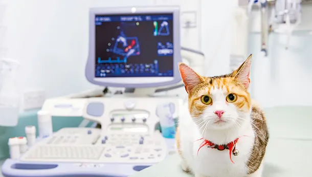 cat sitting in front of monitor in clinic