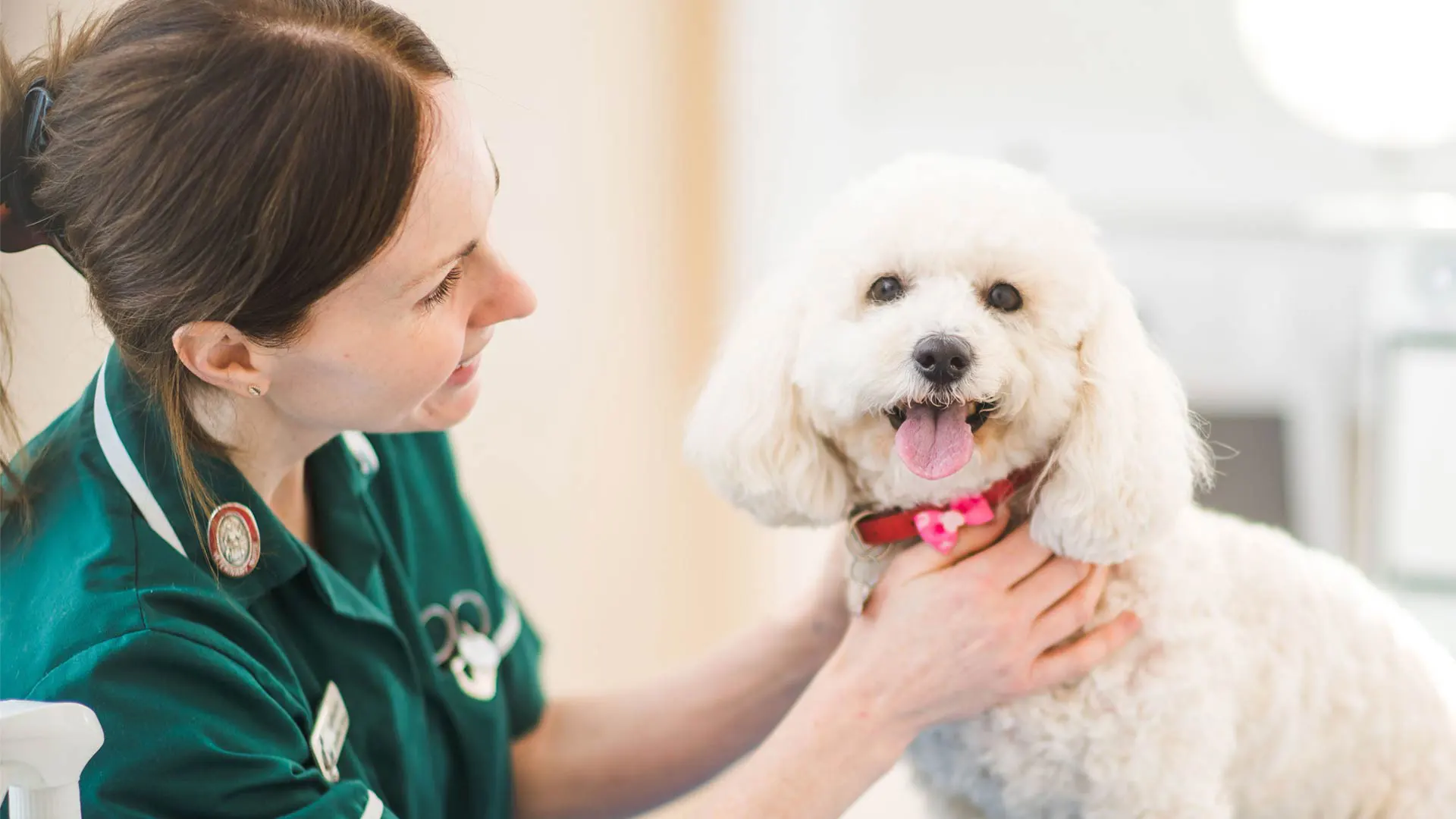 white dog with vet nurse