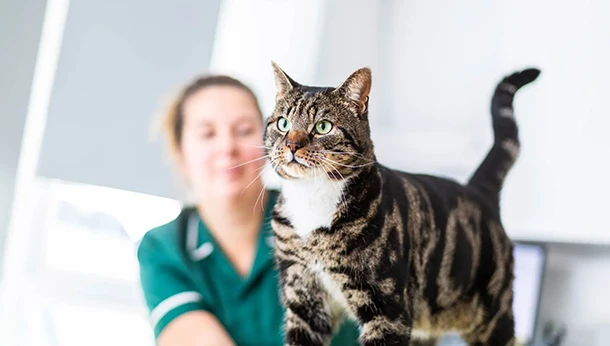 tabby cat with green eyes with vet nurse