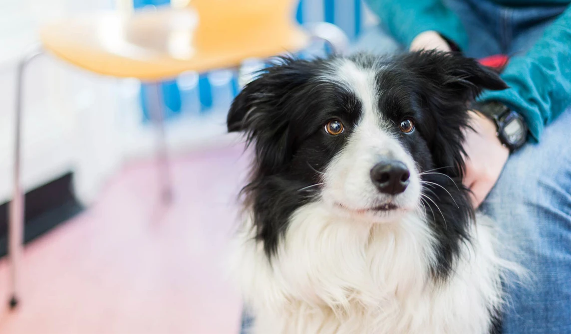black and white border collie dog