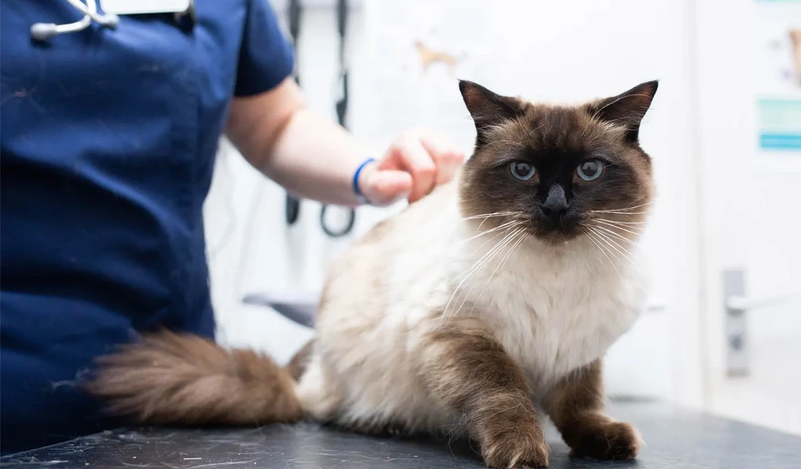 blue eyed cat with vet