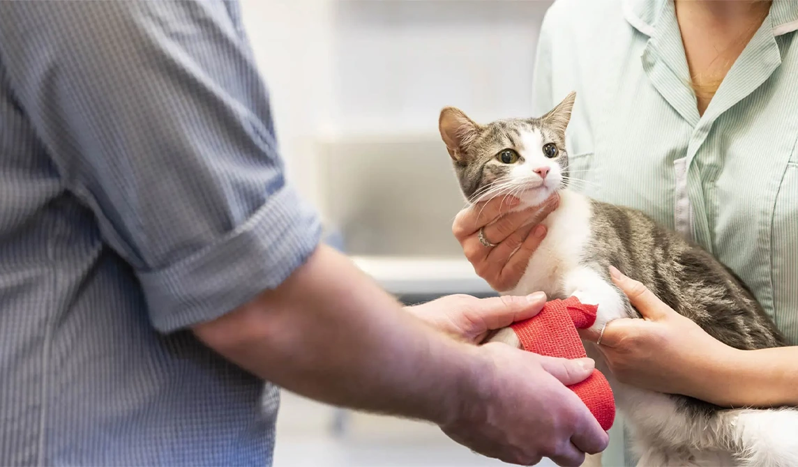 cat with bandage on paw