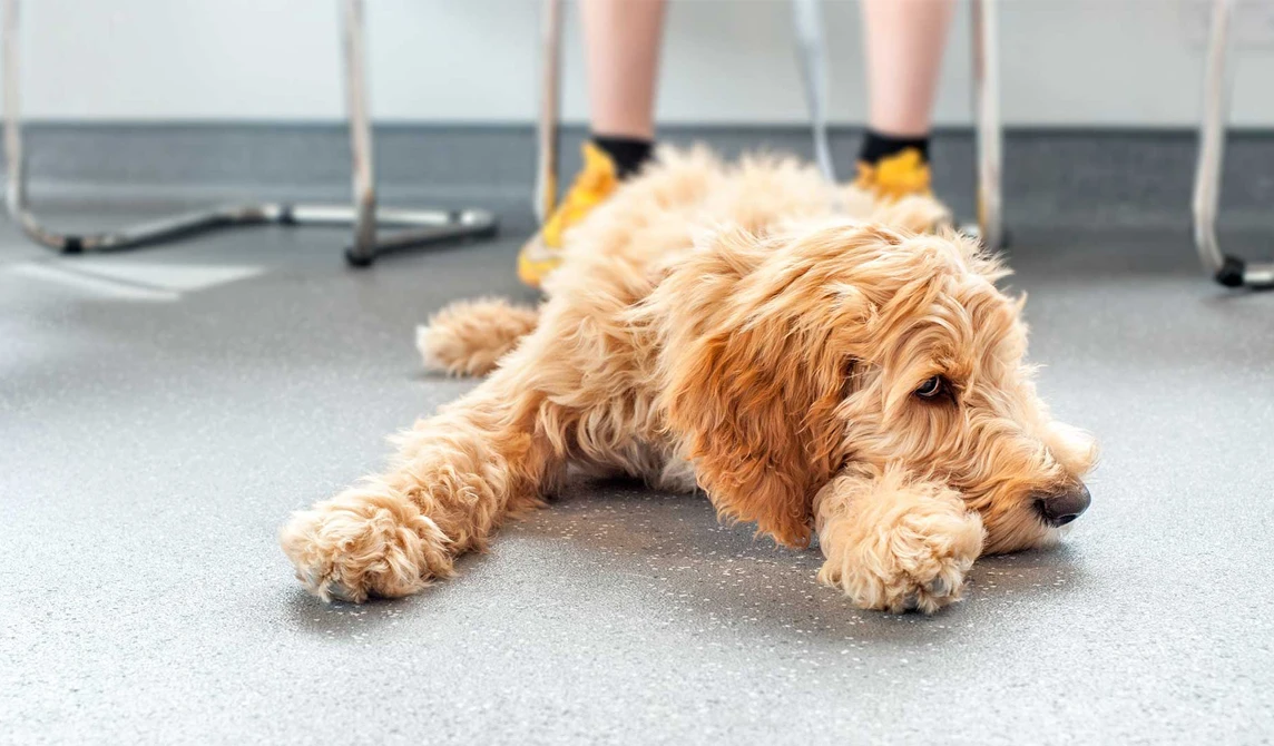 fluffy golden dog lying on floor