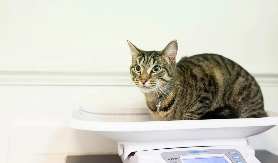 tabby cat on scales