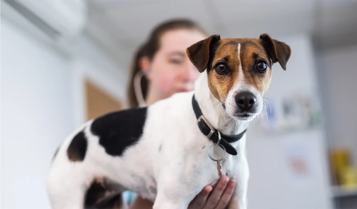 black and white jack russell dog
