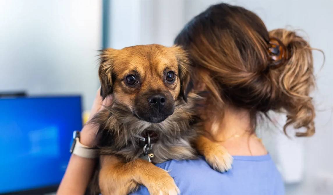 little brown dog looking over vet nurse shoulder