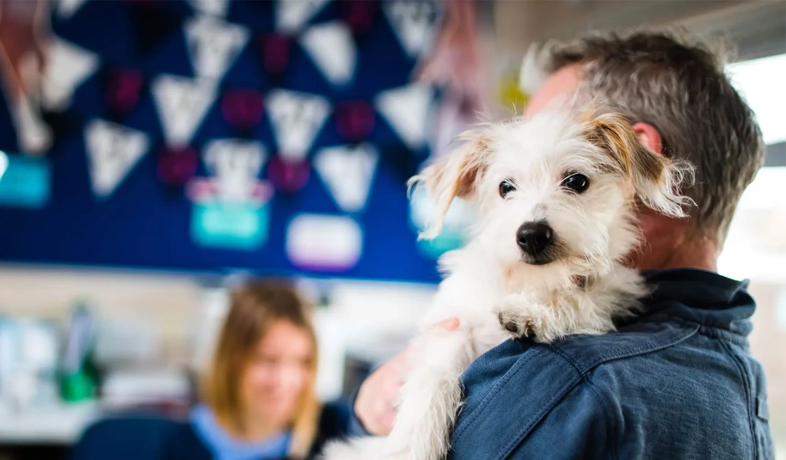 small white dog held by owner in veterinary reception