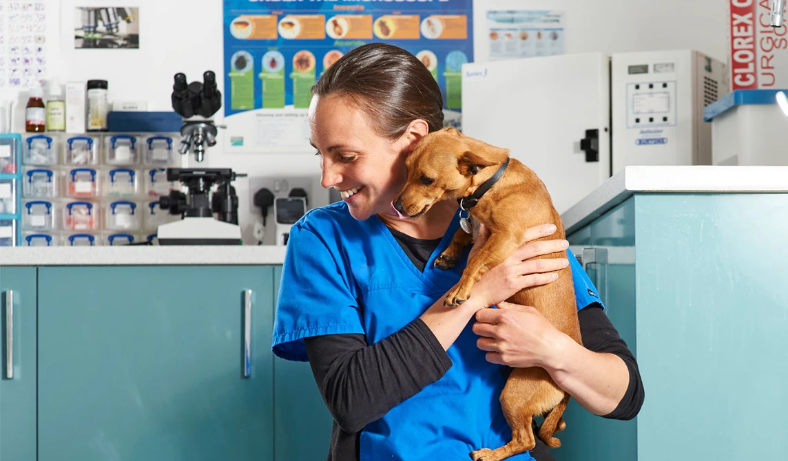 vet holding little brown dog