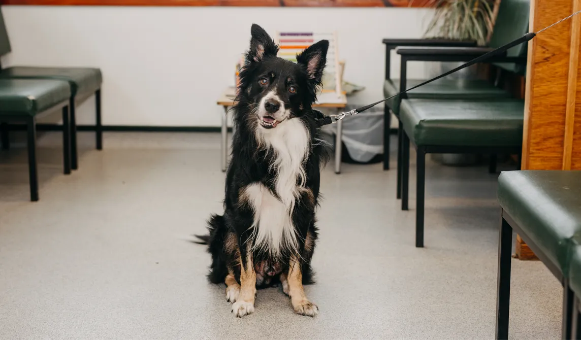 black and white dog sitting in veterinary reception