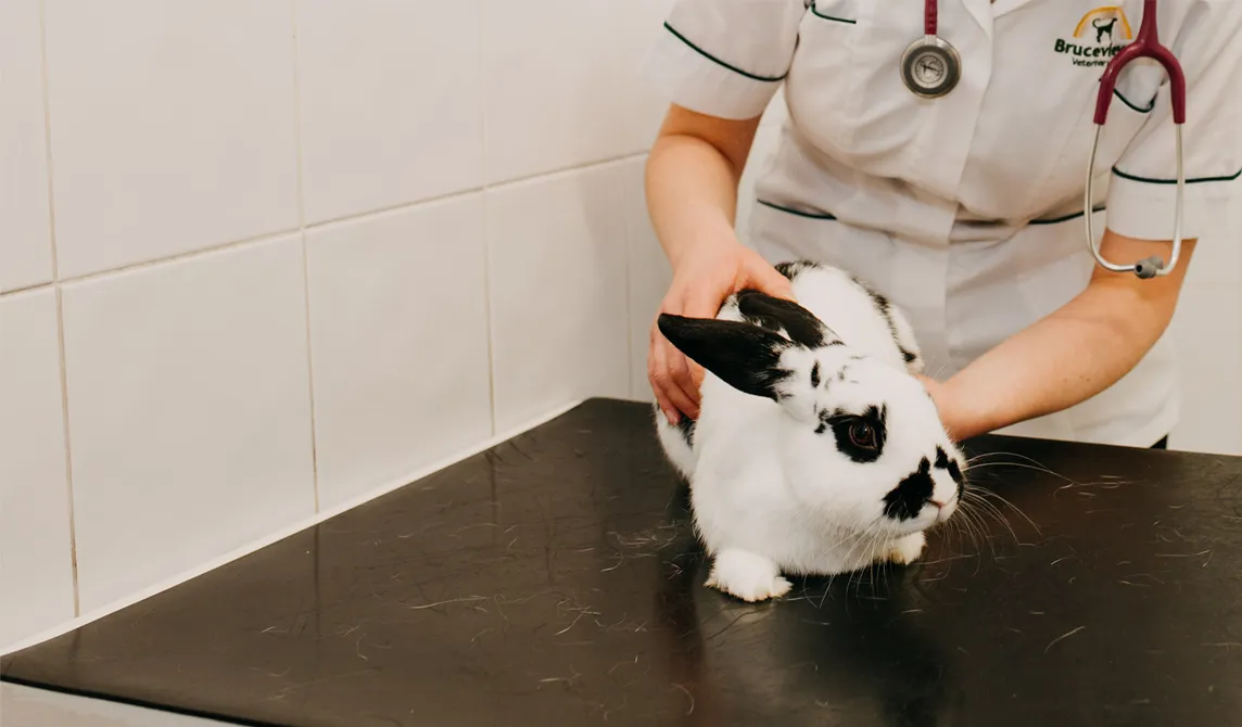 black and white rabbit and Vet Nurse