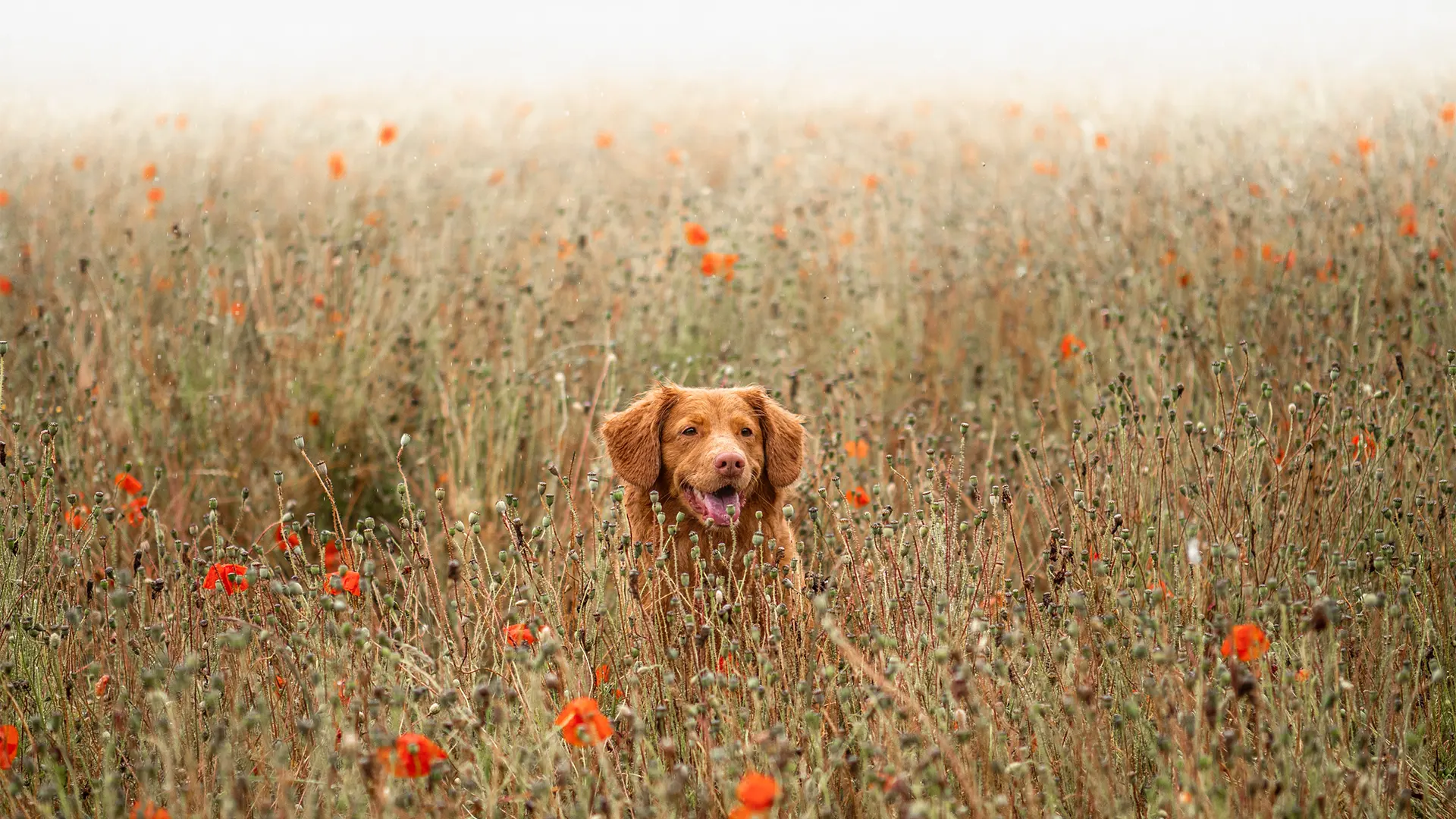 labrador in flower field