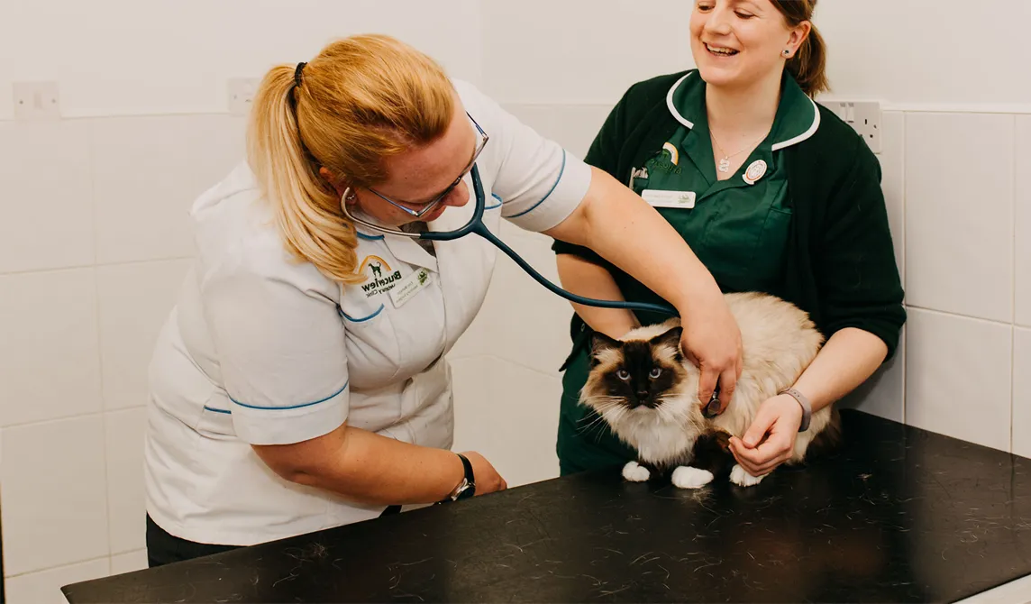veterinary nurses treating a cat