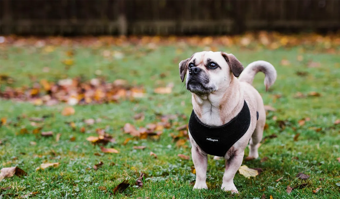 small dog standing in garden