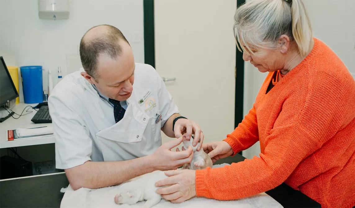 vet and client checking newborn puppies