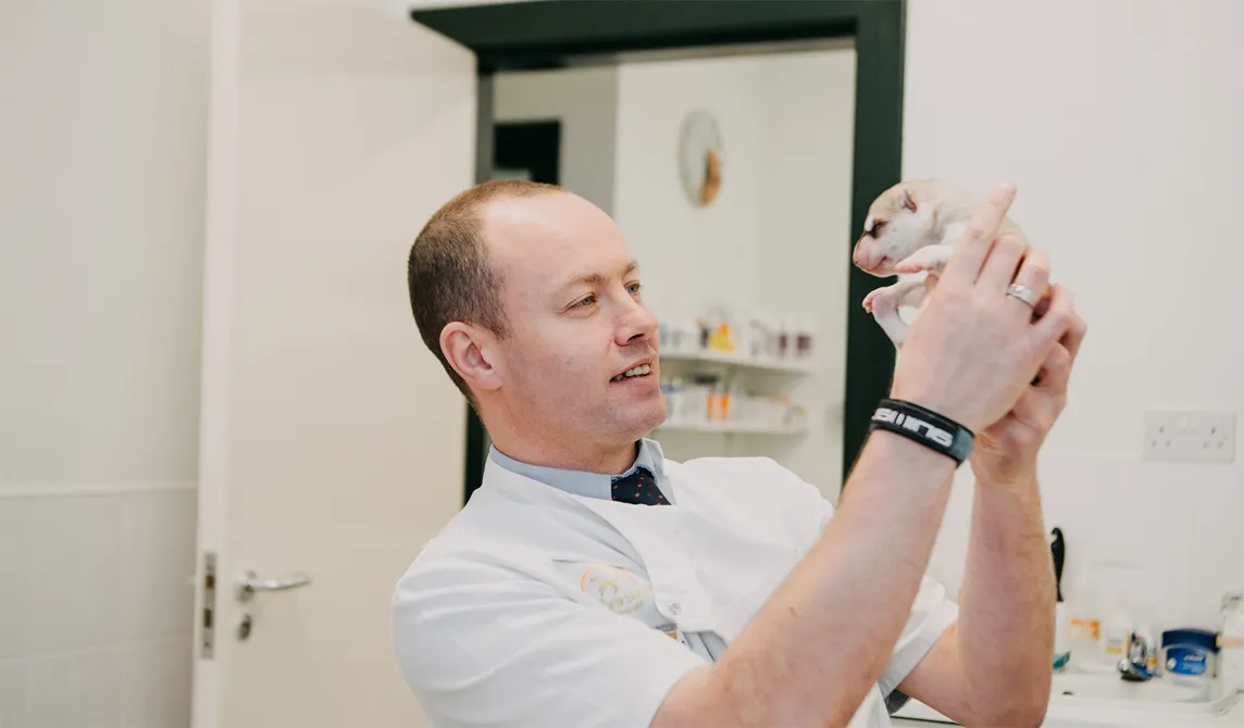 Veterinary surgeon holding newborn puppy