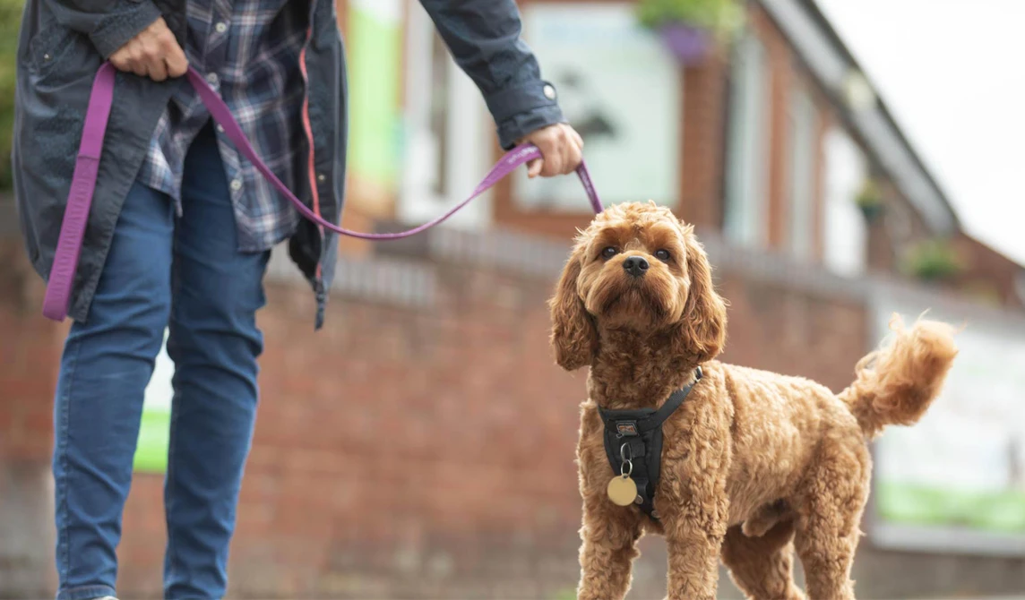fluffy brown dog with purple lead