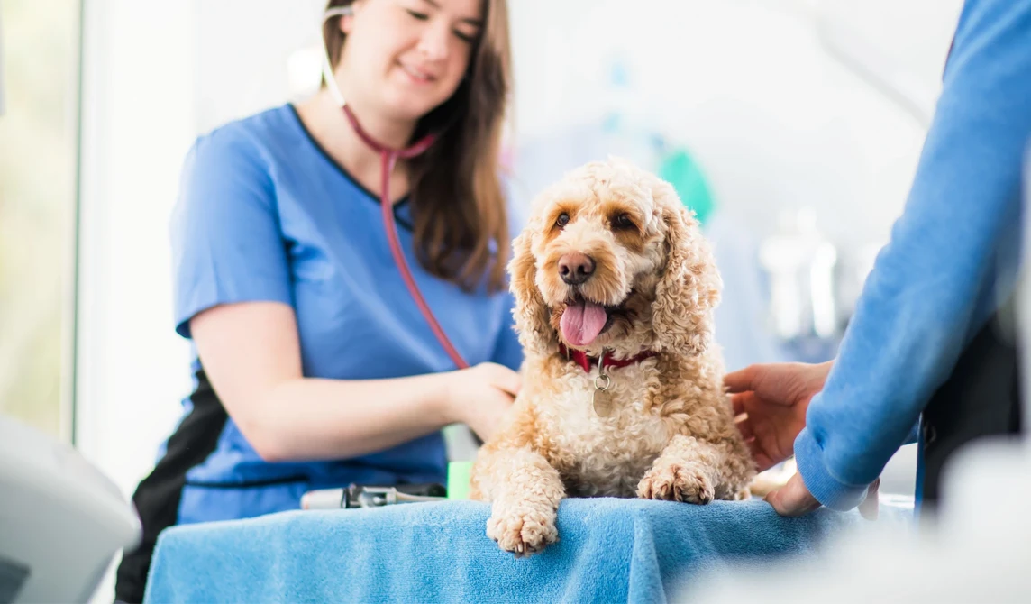 fluffy brown dog in vet consultation