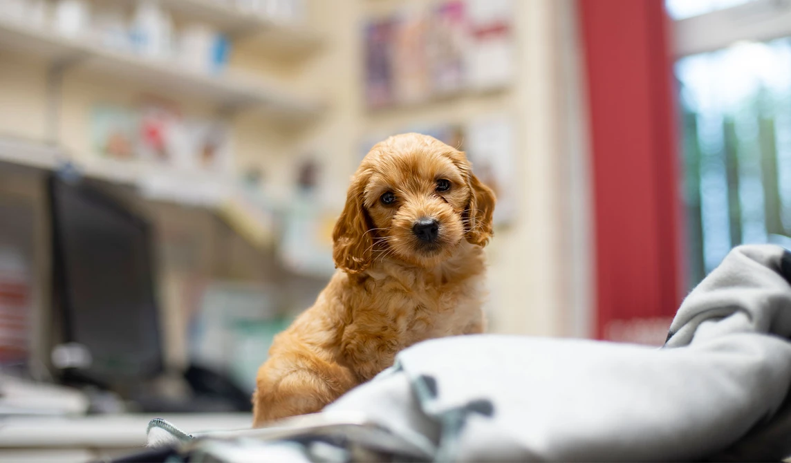 golden puppy on vets consult table
