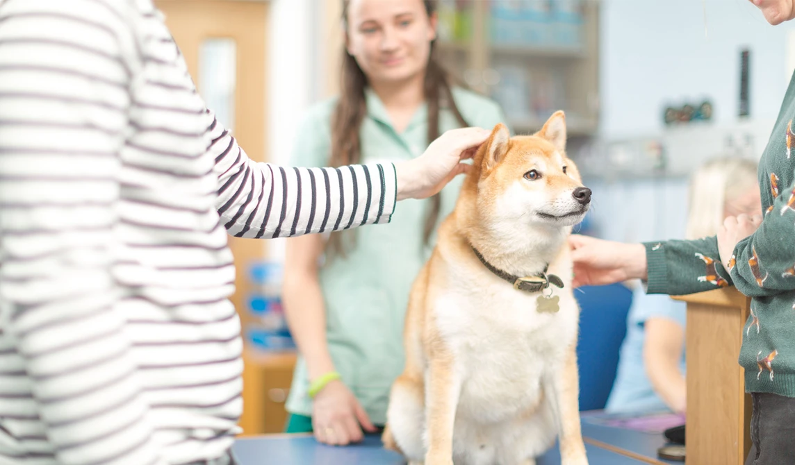 white and ginger dog with owners and vet nurse