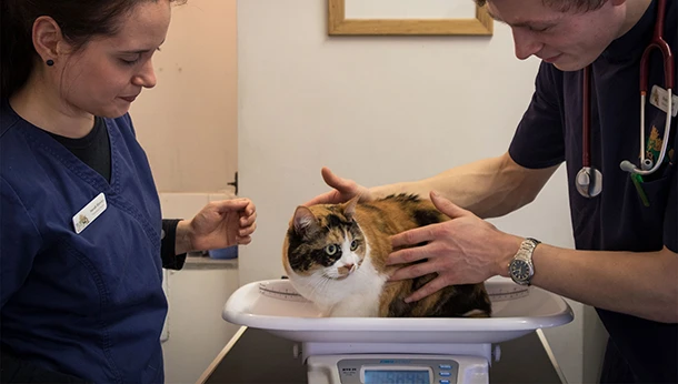 cat on vet weighing scales