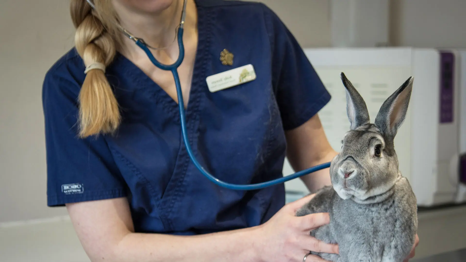grey rabbit vet consult stethescope