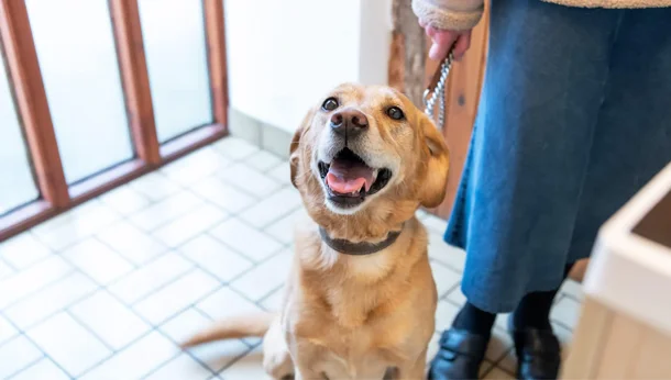 labrador dog in vet reception