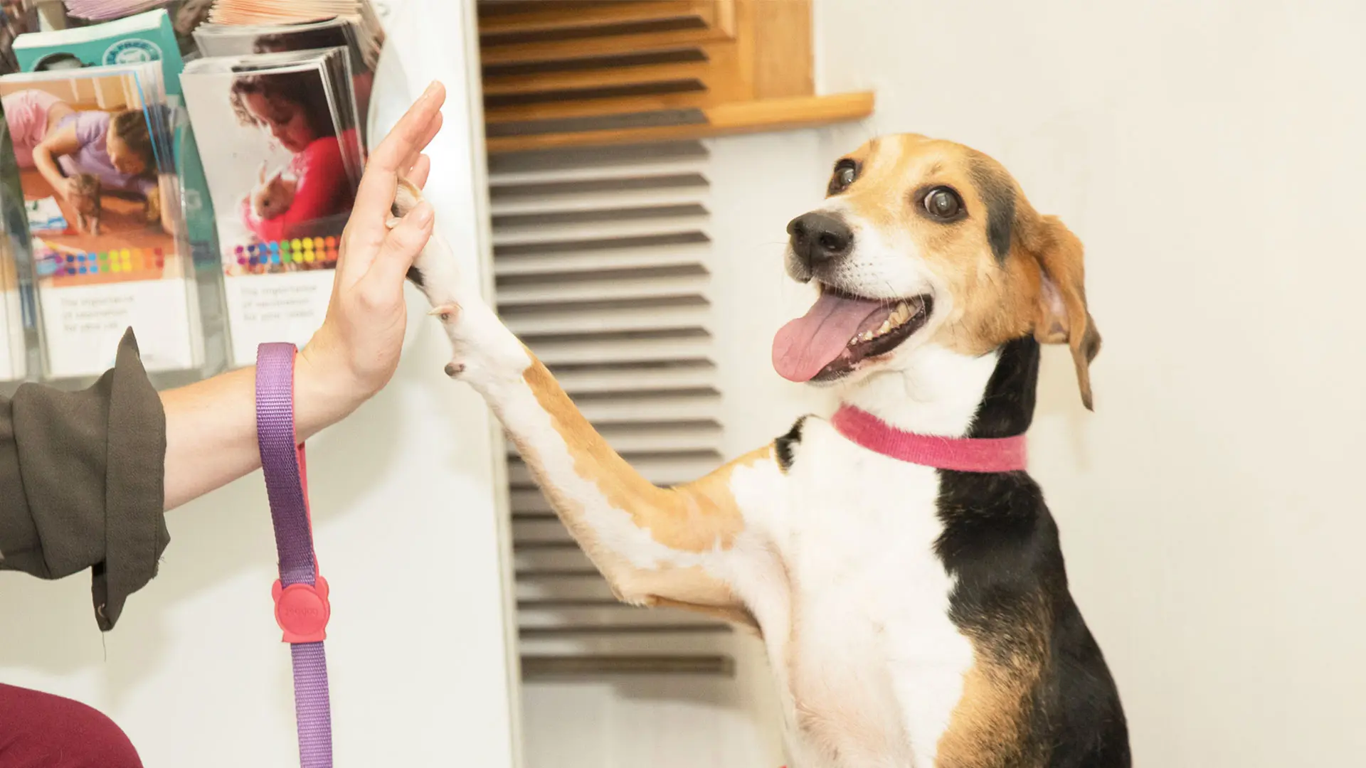 terrier dog raising paw