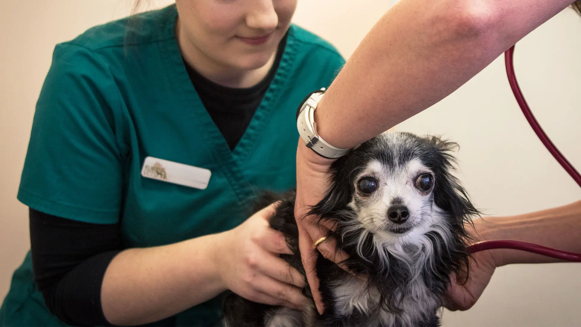 vet nurse with black and white dog