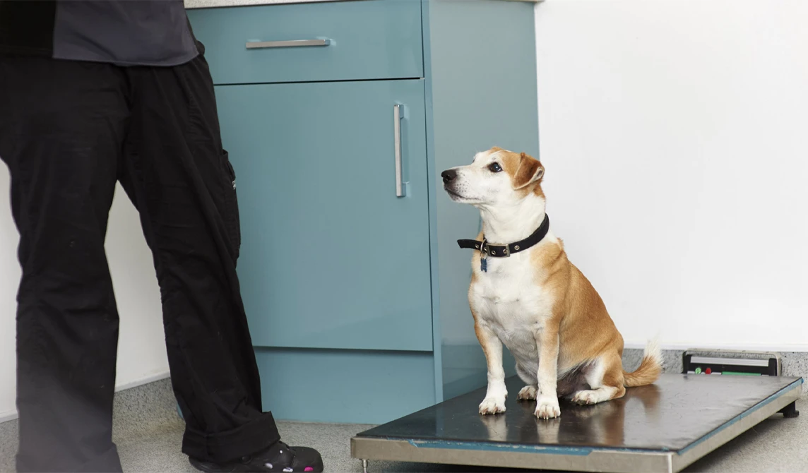 small tan and white dog being weighed 