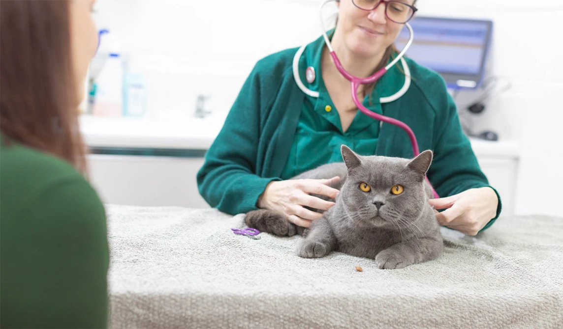 Grey cat consultation with Veterinary Nurse