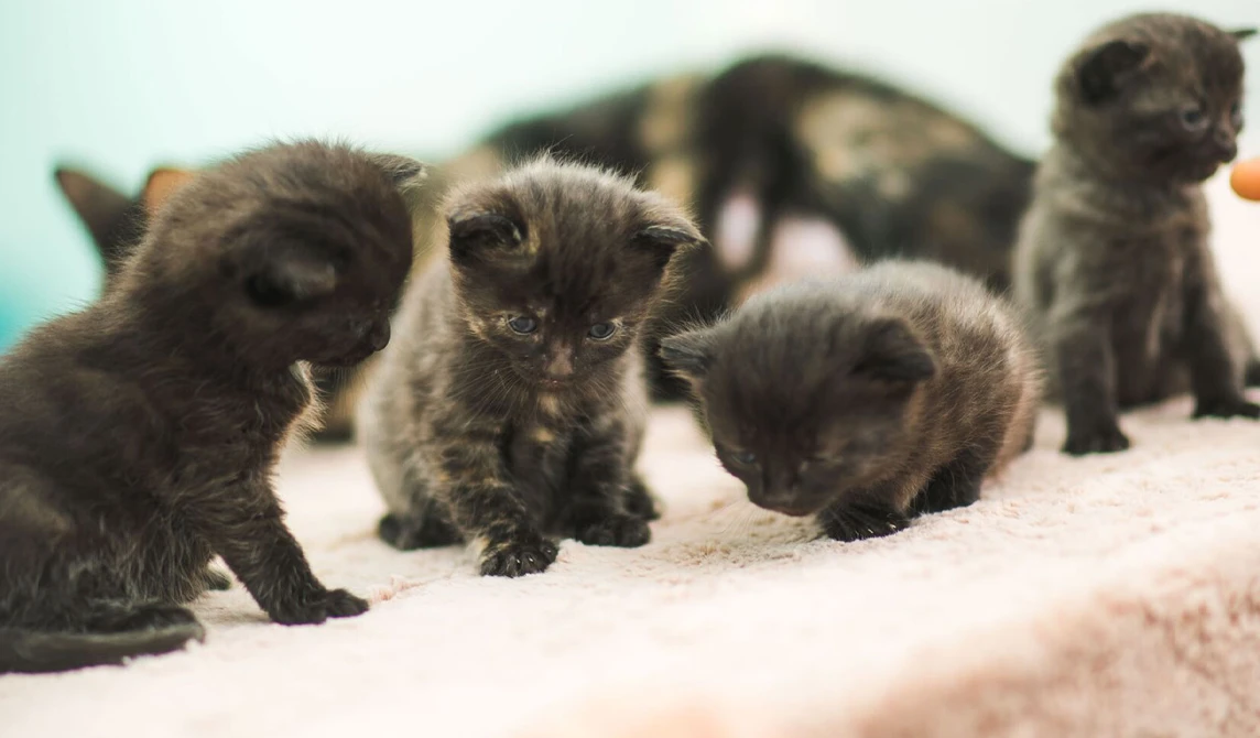 Dark brown kittens