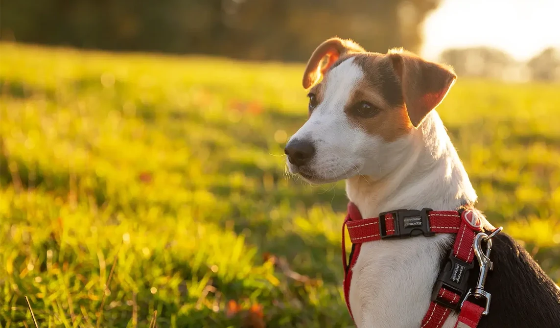 Jack Russel in the park