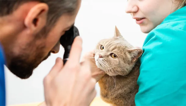 cat vet wellness check