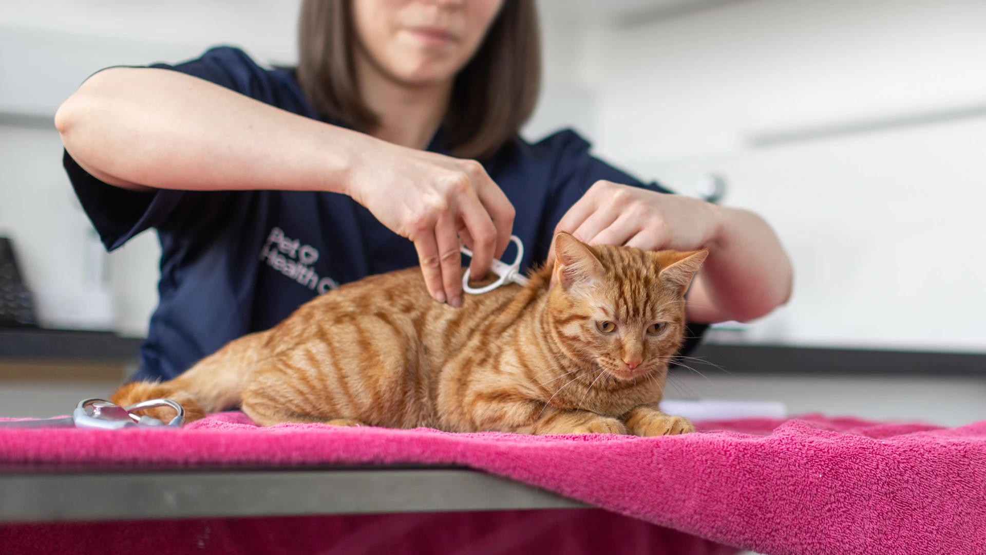ginger cat vaccination