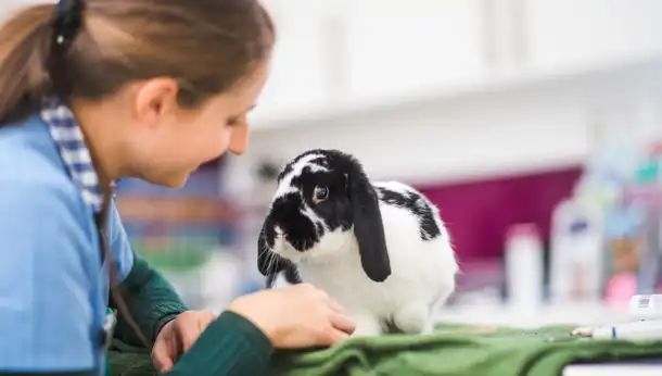 black and white rabbit sitting on a green blanket