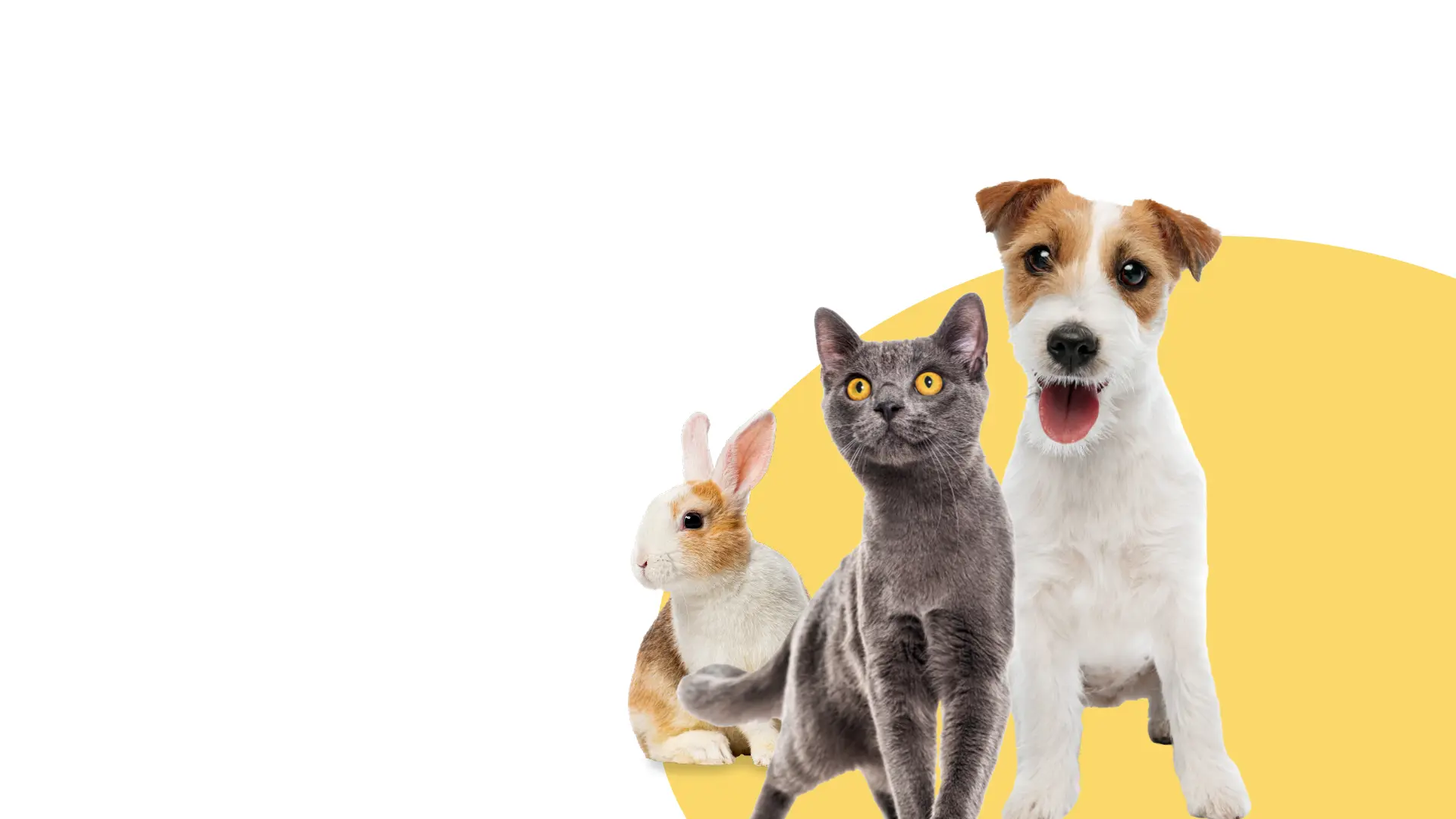 cat dog and rabbit on a yellow background