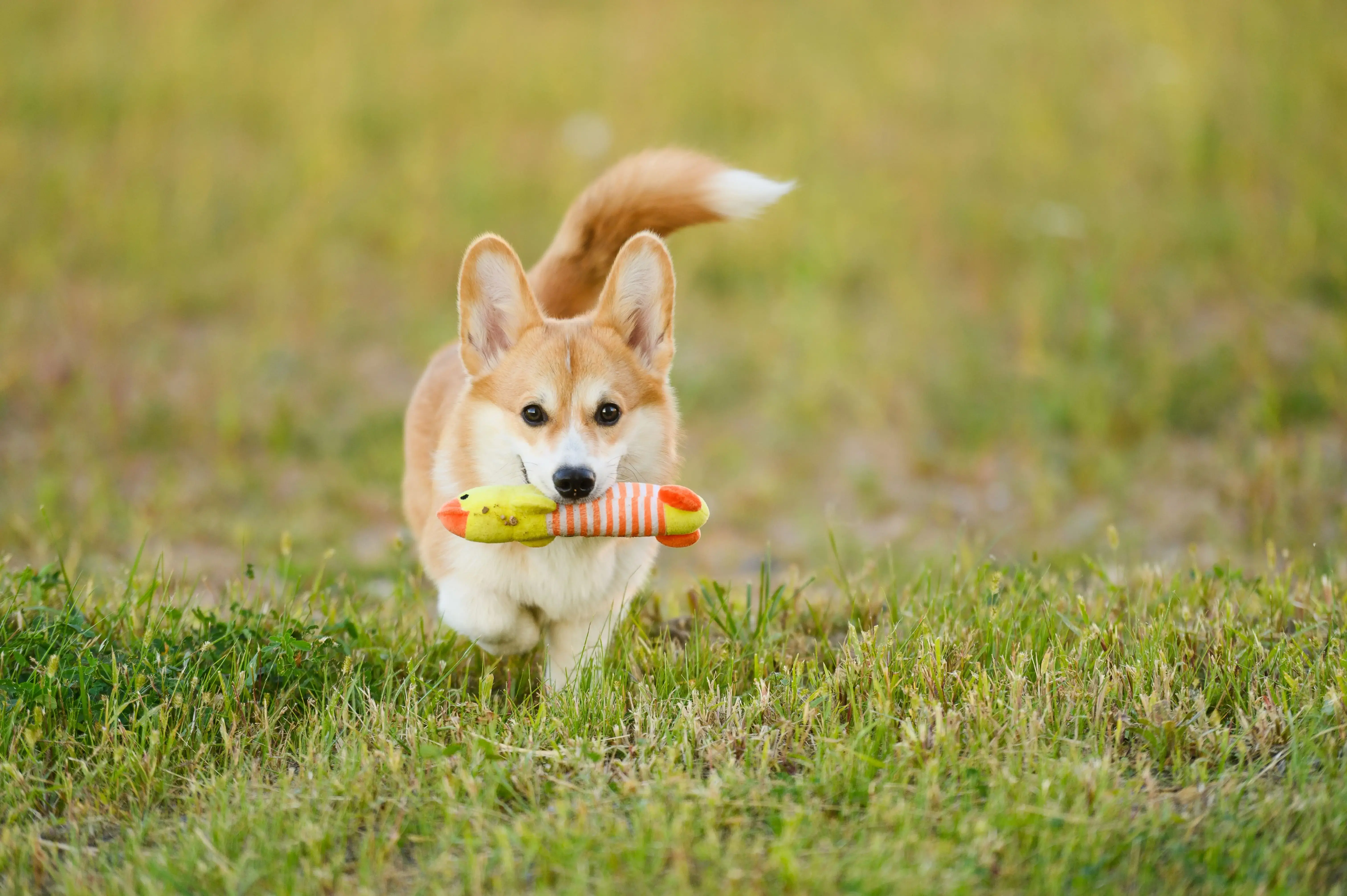 corgie-playing-fetch