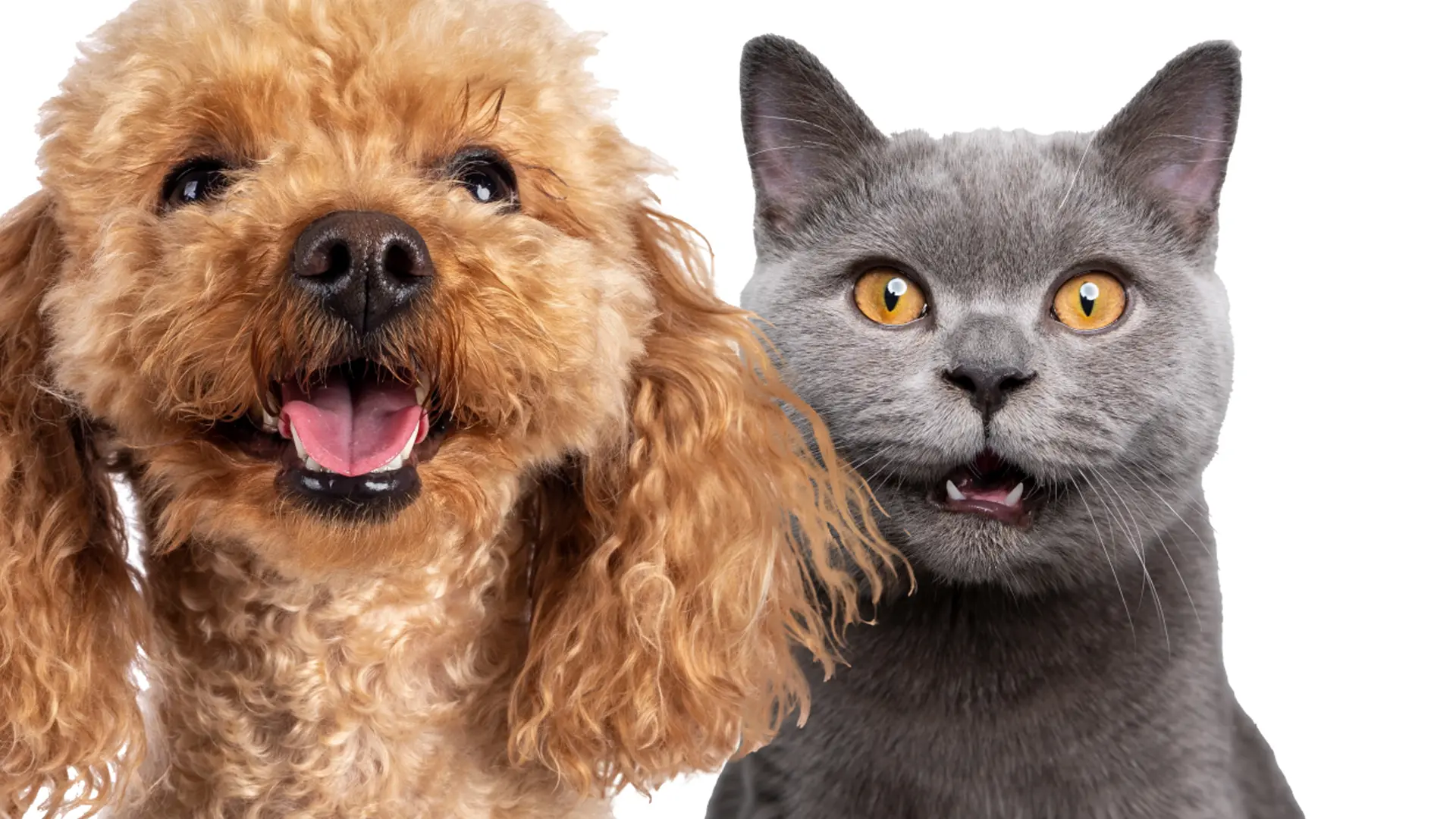 small brown dog and grey cat with mouths open