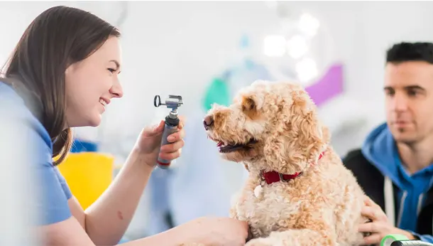 clinician providing eye examination for tan cockerpoo